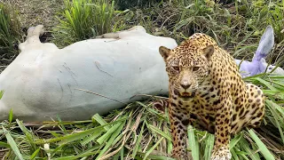 ONÇA ATACOU BEZERRO GRANDE😰