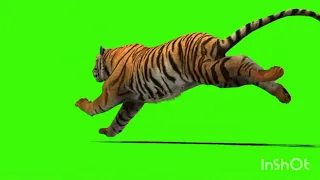 Tiger green screen video Viral Unveiling the Mesmerizing 2024 Green Screen Video with Tigers