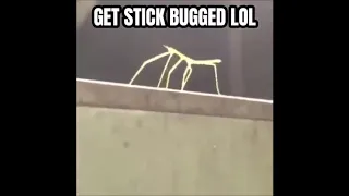 Get Stick Bugged lol