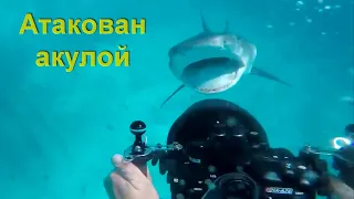 13 случаев когда случайно встретился с опасными дикими животными! Акула напала на дайвера.