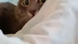 El gato de los ojos bonitos.