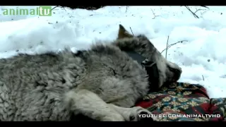 Documentary Nature Radioactive Wolves