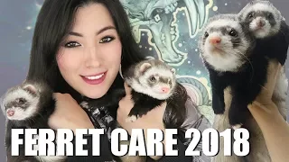 Ferret Care 2018 - How to Care For Pet Ferrets