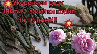 💥Вы укорените розу легко 💪!даже зимой 😃👍 ! Если возьмëте ТАКИЕ ПОБЕГИ на укоренение😉🌹🌹🌹💥