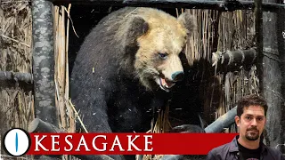 La furia di KESAGAKE. Il più letale attacco di orso bruno nella storia