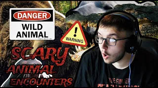 REACTING TO Scary Animal Encounters Not to Watch on Empty Stomach