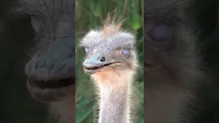 Funny Ostriches || Relaxing Jazz Music 🎷🎺🎵 and video ||#shorts#ostrich