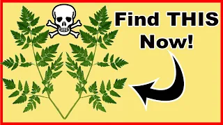 How to Identify Poison Hemlock in Winter – Super Easy!