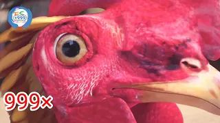 J.Geco - Chicken Song Part 5 ( 999× )