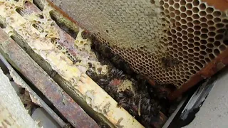 разная методика зимовки пчел - 4 - зимовка пчел, улей Пеноулик ППС, без ульевого дна, с магазином