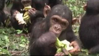 The Chimpanzees of Tchimpounga Sanctuary