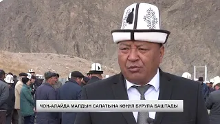 Чон Алайда малдын сапатына көңүл бурула баштады