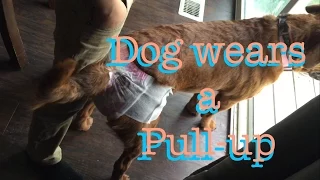 Dog uses a pull up (V135)