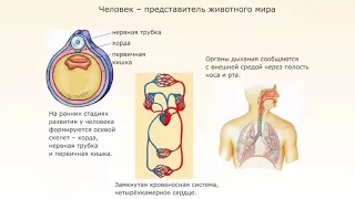 Человек - представитель животного мира