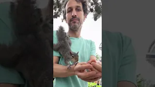 Adorable Squirrel Leaps on Shoulder for Peanuts Cute Animal Moments "#squirrelydeen #animals tiktok