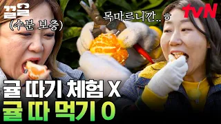 나랑 귤 따러 가지 않을래~🍊 따는 즉시 입으로 직행하는 감귤 먹방.. 아니 감귤 농장 체험! | 주말사용설명서