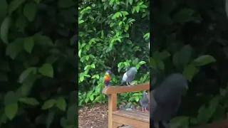 How happy the parrot and the pigeon are together #trending #cute #viral #parrot #pigeon #youtube