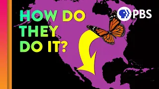 Unraveling the Great Butterfly Migration Mystery