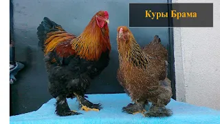 Порода кур брама описание