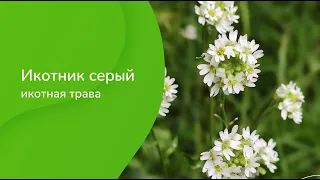 Икотник серый. Икотная трава. Berteroa incana.