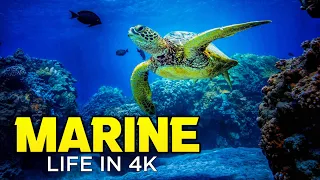 MARINE LIFE 4K | Amazing Ocean Life | The Ocean 4K | Underwater World 4K