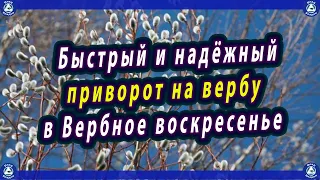 Самый лёгкий быстрый и надёжный приворот на вербу в Вербное воскресенье. 25 апреля | Эзотерика