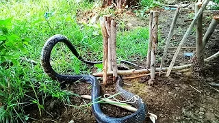 Terrifying!! Brave Boys Catch Big Snake while Spreading Net Trap