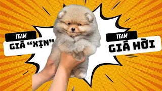 Những điều quyết định giá trị của một bé Pom | Bánh Bò Pomeranian Vlog 31