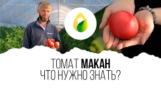 🍅Томат МАКАН🍅 ЧТО НУЖНО ЗНАТЬ?