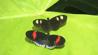 Courtship mating dance of Heliconius (longwing) butterflies | Callaway Gardens Butterfly Center
