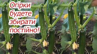 Органічне підживлення огірків, від якого вони дуже рясно плодоносять!