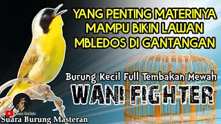 WANI FIGHTER || SUARA BURUNG KECIL MASTERAN BURUNG LOMBA - Full Tembakan MEWAH