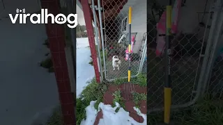 Bulldog Gets "Locked" In || ViralHog