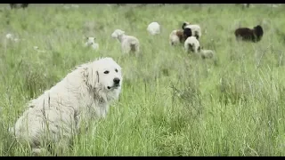 Livestock Guardian Dogs: Working on Common Ground