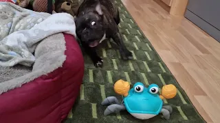 French bulldog facing intruder