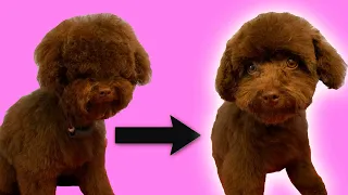 Puppy's First Groom (Toy Poodle Grooming - Full Tutorial)