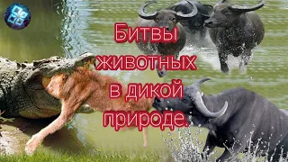 Битвы животных в дикой природе.