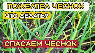 Желтеет чеснок. Что делать? Подкормка чеснока. Чем полить чеснок , чтобы он не желтел?