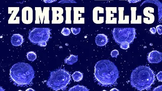 Reverse Aging by Removing Zombie Cells?