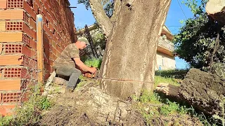 Talando el alcornoque, a ver cómo me las apaño