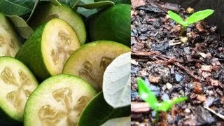 How to Grow Feijoa's from Seed.