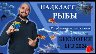 Хордовые. Надкласс РЫБЫ для ЕГЭ 2024 |ЕГЭ БИОЛОГИЯ|Freedom|