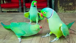 Ringneck Parrots Talking And Having Fun On Table In Urdu Hindi