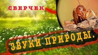 Звуки Природы - Сверчки, ветер, Шелест Травы.