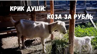 Крик души: коза за рубль