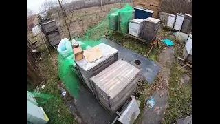 білкова підгодівля  бджіл