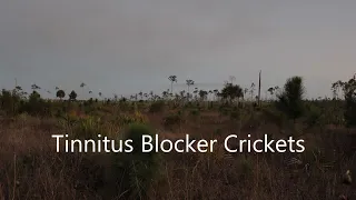 Tinnitus Blocker Crickets 10 hours Nature Sounds