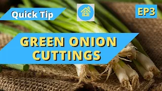 How to Grow Green Onions Over and Over