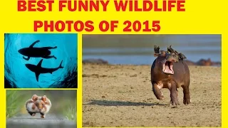 BEST FUNNY WILDLIFE PHOTOS OF 2015 !! HD !!