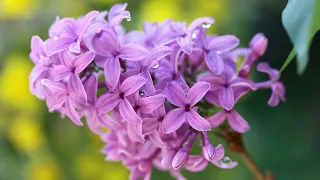 Lovely Lilac with Health Benefits